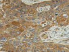 Immunohistochemistry (Formalin/PFA-fixed paraffin-embedded sections) - Anti-Galactoside 2-alpha-L-fucosyltransferase 1 antibody (AB198712)