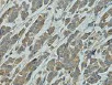 Immunohistochemistry (Formalin/PFA-fixed paraffin-embedded sections) - Anti-Galactoside 2-alpha-L-fucosyltransferase 1 antibody (AB198712)