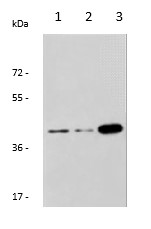 Western blot - Anti-Galactoside 2-alpha-L-fucosyltransferase 1 antibody (AB198712)