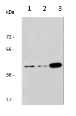 Western blot - Anti-Galactoside 2-alpha-L-fucosyltransferase 1 antibody (AB198712)