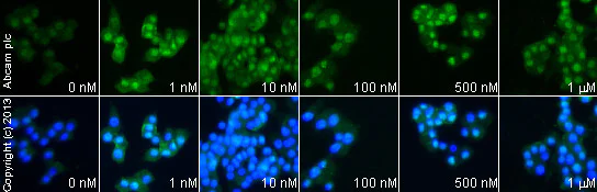 Functional Studies - Galanin (1-29) (rat, mouse), Galanin receptor agonist (AB141153)
