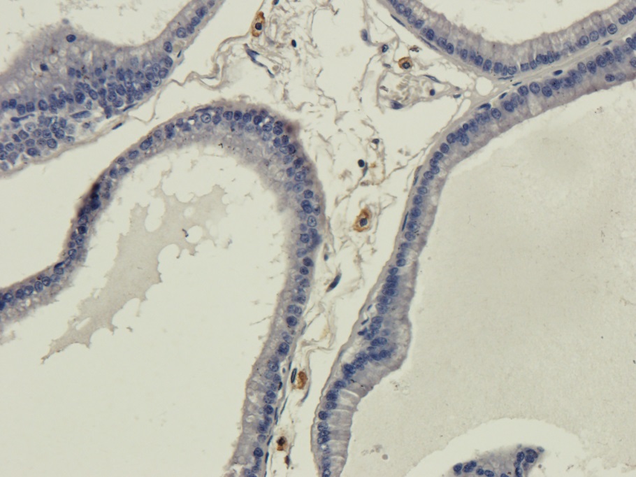 Immunohistochemistry (Formalin/PFA-fixed paraffin-embedded sections) - Anti-Galanin antibody [4B3] (AB245676)