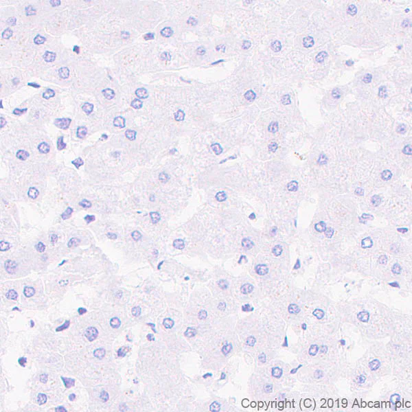 Immunohistochemistry (Formalin/PFA-fixed paraffin-embedded sections) - Anti-Galanin antibody [EPR22496-254] (AB255295)
