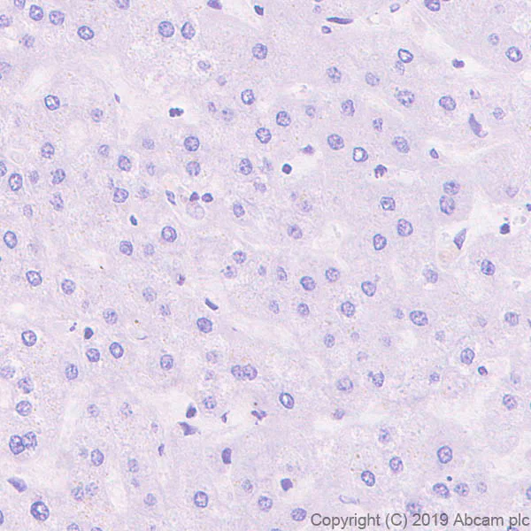 Immunohistochemistry (Formalin/PFA-fixed paraffin-embedded sections) - Anti-Galanin antibody [EPR22496-308] (AB254556)