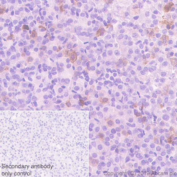 Immunohistochemistry (Formalin/PFA-fixed paraffin-embedded sections) - Anti-Galanin antibody [EPR22496-308] (AB254556)