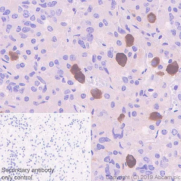 Immunohistochemistry (Formalin/PFA-fixed paraffin-embedded sections) - Anti-Galanin antibody [EPR22496-308] (AB254556)