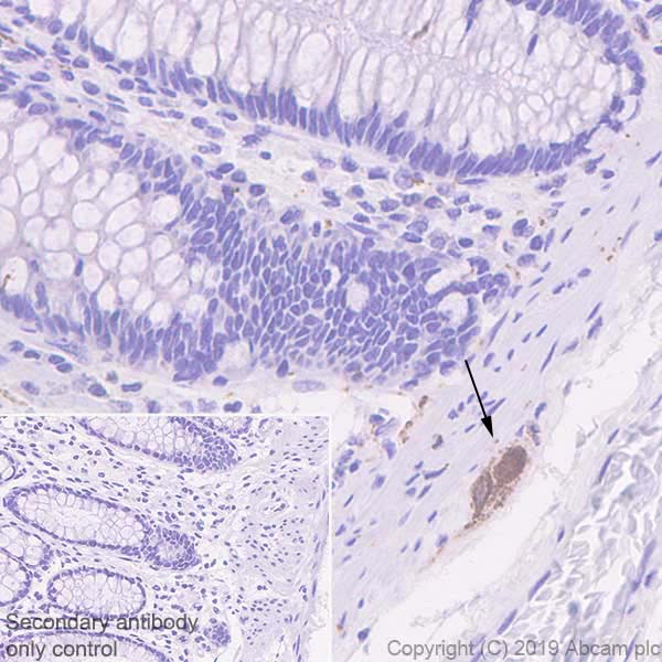Immunohistochemistry (Formalin/PFA-fixed paraffin-embedded sections) - Anti-Galanin antibody [EPR22496-308] - BSA and Azide free (AB255700), expandable thumbnail