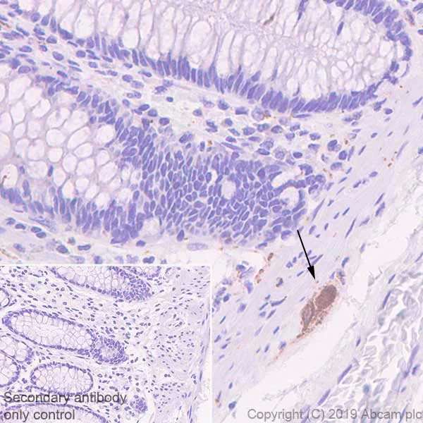 Immunohistochemistry (Formalin/PFA-fixed paraffin-embedded sections) - Anti-Galanin antibody [EPR22496-308] - BSA and Azide free (AB255700)