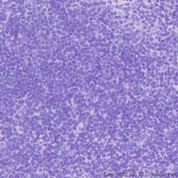 Immunohistochemistry (Formalin/PFA-fixed paraffin-embedded sections) - Anti-Galanin antibody [EPR22496-308] - BSA and Azide free (ab255700), expandable thumbnail