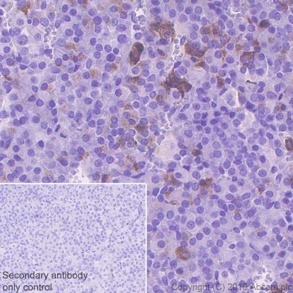 Immunohistochemistry (Formalin/PFA-fixed paraffin-embedded sections) - Anti-Galanin antibody [EPR22496-308] - BSA and Azide free (AB255700), expandable thumbnail