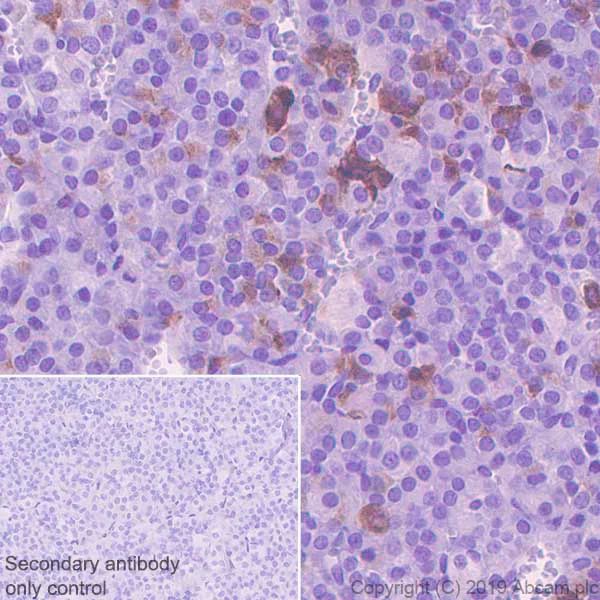 Immunohistochemistry (Formalin/PFA-fixed paraffin-embedded sections) - Anti-Galanin antibody [EPR22496-308] - BSA and Azide free (AB255700)