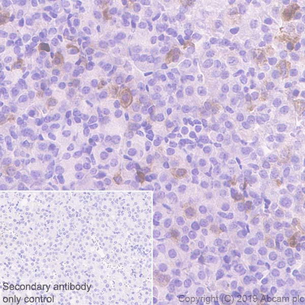 Immunohistochemistry (Formalin/PFA-fixed paraffin-embedded sections) - Anti-Galanin antibody [EPR22496-308] - BSA and Azide free (AB255700), expandable thumbnail
