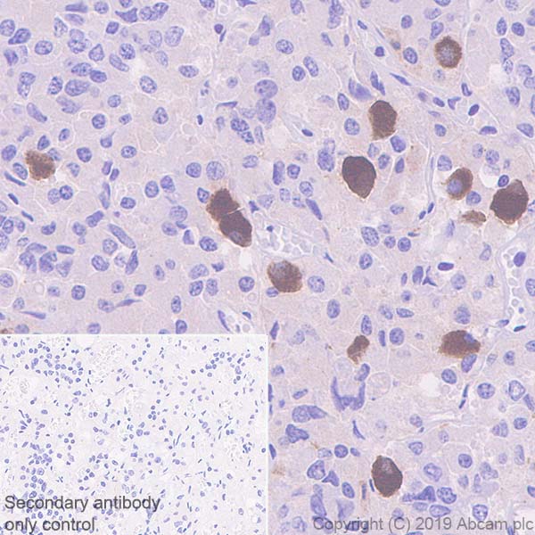 Immunohistochemistry (Formalin/PFA-fixed paraffin-embedded sections) - Anti-Galanin antibody [EPR22496-308] - BSA and Azide free (AB255700), expandable thumbnail