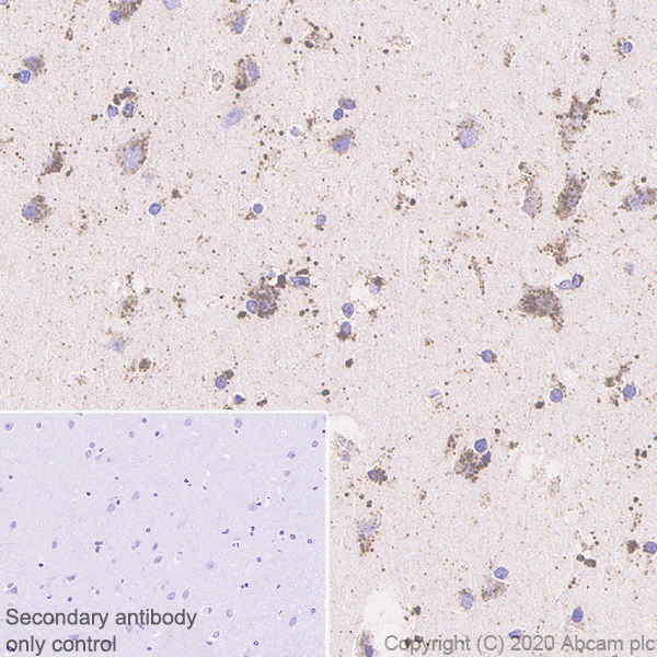 Immunohistochemistry (Formalin/PFA-fixed paraffin-embedded sections) - Anti-GALC antibody [EPR23598-126] (AB240638)