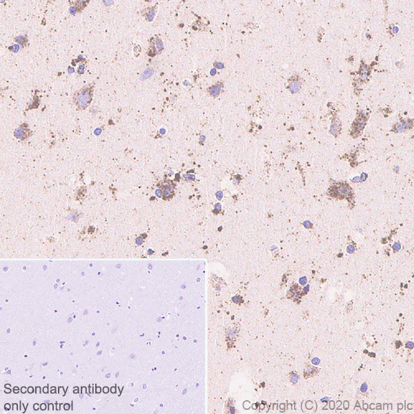 Immunohistochemistry (Formalin/PFA-fixed paraffin-embedded sections) - Anti-GALC antibody [EPR23598-126] (AB240638)