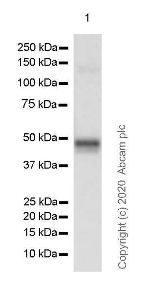 Western blot - Anti-GALC antibody [EPR23598-126] (AB240638)