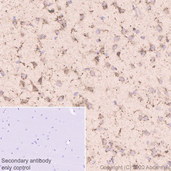 Immunohistochemistry (Formalin/PFA-fixed paraffin-embedded sections) - Anti-GALC antibody [EPR23598-126] - BSA and Azide free (AB272174)