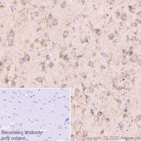 Immunohistochemistry (Formalin/PFA-fixed paraffin-embedded sections) - Anti-GALC antibody [EPR23598-126] - BSA and Azide free (AB272174)