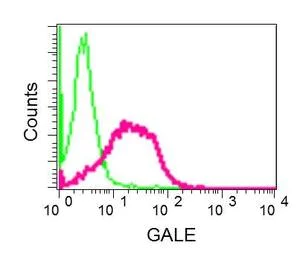 Flow Cytometry (Intracellular) - Anti-GALE antibody [EPR11088(B)] - BSA and Azide free (AB249240)
