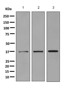 Western blot - Anti-GALE antibody [EPR11089(B)] - BSA and Azide free (AB249195)