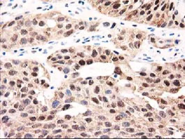 Immunohistochemistry (Formalin/PFA-fixed paraffin-embedded sections) - Anti-GALE antibody [OTI1C4] (AB118033)