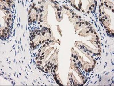 Immunohistochemistry (Formalin/PFA-fixed paraffin-embedded sections) - Anti-GALE antibody [OTI1C4] (AB118033)