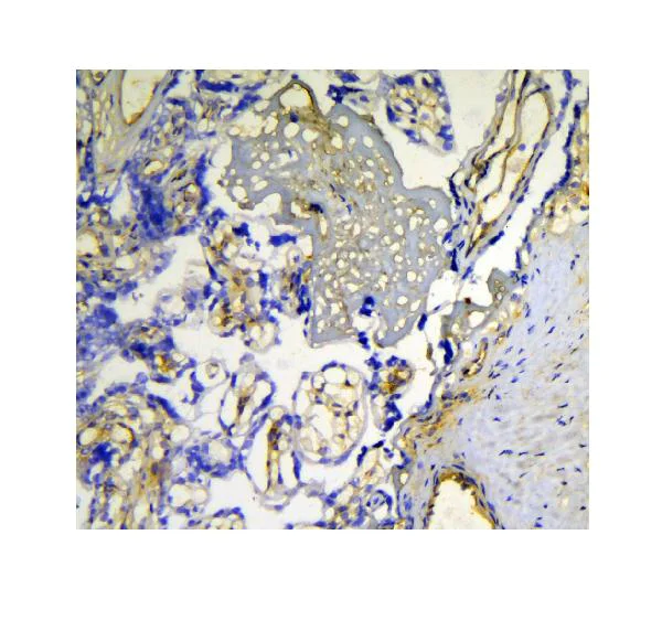 Immunohistochemistry (Frozen sections) - Anti-Galectin 1 antibody (AB112525)