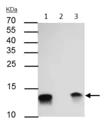 Immunoprecipitation - Anti-Galectin 1 antibody (AB154351)