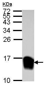 Western blot - Anti-Galectin 1 antibody (AB154351)