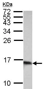 Western blot - Anti-Galectin 1 antibody (AB154351)