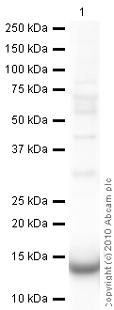 Anti-Galectin 1 antibody