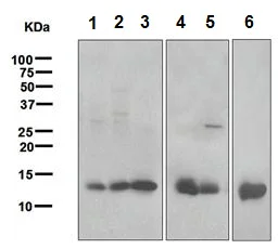 Western blot - Anti-Galectin 1 antibody [EPR3205] (AB108389)