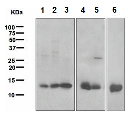 Western blot - Anti-Galectin 1 antibody [EPR3205] - BSA and Azide free (AB271876), expandable thumbnail