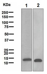 Western blot - Anti-Galectin 1 antibody [EPR3205] - BSA and Azide free (AB271876), expandable thumbnail