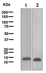 Western blot - Anti-Galectin 1 antibody [EPR3205] - BSA and Azide free (AB271876)