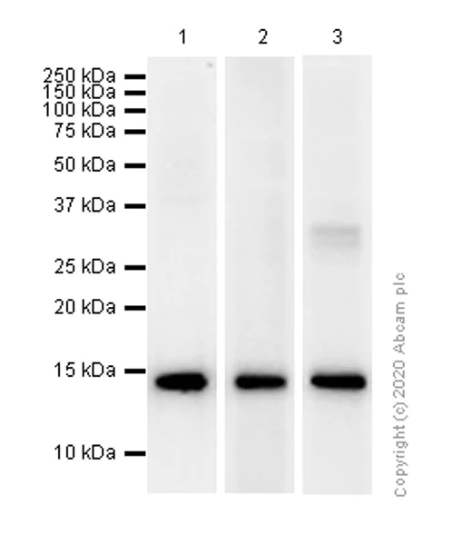 Western blot - Anti-Galectin 1 antibody [EPR3206(2)] - BSA and Azide free (AB240111)
