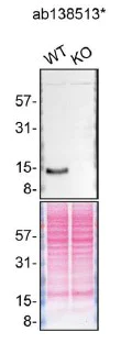 Western blot - Anti-Galectin 1 antibody [EPR3206(2)] - BSA and Azide free (AB240111)
