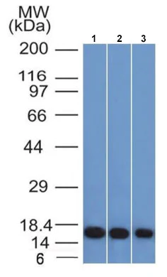 Western blot - Anti-Galectin 1 antibody [GAL1/1831] - BSA and Azide free (AB218906)