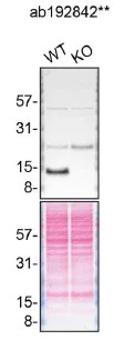 Western blot - Anti-Galectin 1 antibody [SP247] - BSA and Azide free (AB240972)