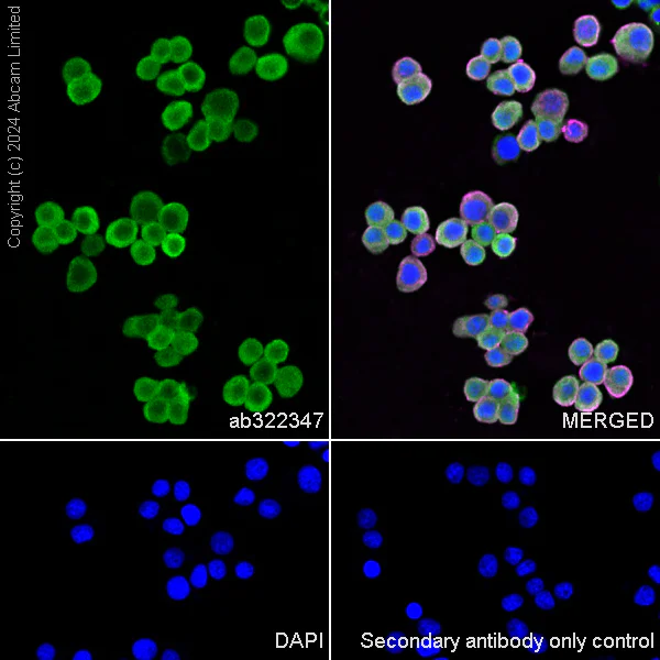 Immunocytochemistry/ Immunofluorescence - Anti-Galectin 1 + Galectin 3 + Galectin 8 antibody [RM1261] (AB322347)