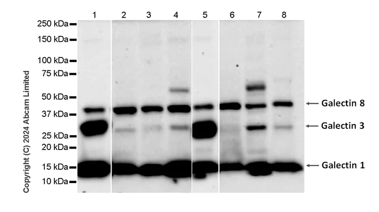 Western blot - Anti-Galectin 1 + Galectin 3 + Galectin 8 antibody [RM1261] (AB322347)