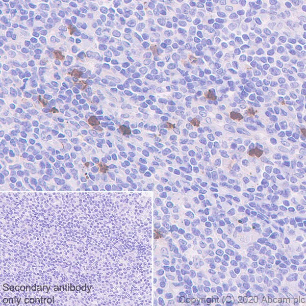 Immunohistochemistry (Formalin/PFA-fixed paraffin-embedded sections) - Anti-Galectin 10 antibody [EPR11197] - BSA and Azide free (AB249338)