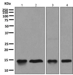 Western blot - Anti-Galectin 10 antibody [EPR11197] - BSA and Azide free (AB249338)