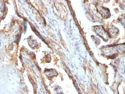 Immunohistochemistry (Formalin/PFA-fixed paraffin-embedded sections) - Anti-Galectin 13/PLAC8 antibody [PP13/1161] (AB218411)