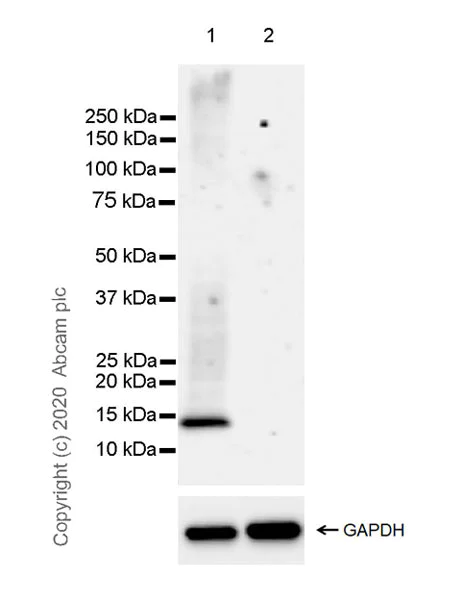 Western blot - Anti-Galectin 13/PLAC8 + Galectin-16 antibody [EPR23383-89] (AB272716)