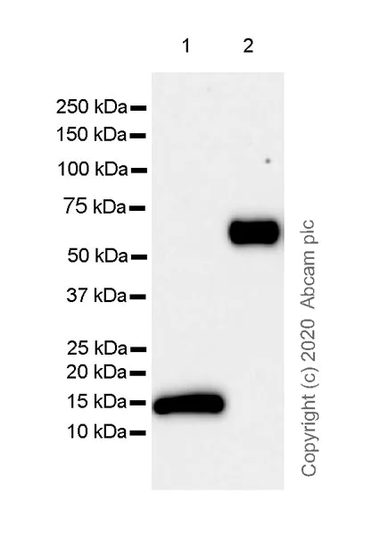 Western blot - Anti-Galectin 13/PLAC8 + Galectin-16 antibody [EPR23383-89] (AB272716)