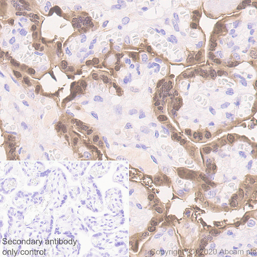 Immunohistochemistry (Formalin/PFA-fixed paraffin-embedded sections) - Anti-Galectin 13/PLAC8 + Galectin-16 antibody [EPR23383-89] - BSA and Azide free (AB273575)