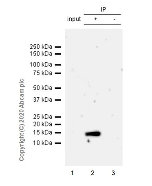 Immunoprecipitation - Anti-Galectin 13/PLAC8 + Galectin-16 antibody [EPR23383-89] - BSA and Azide free (AB273575)