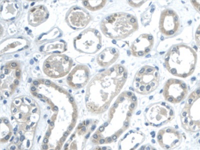Immunohistochemistry (Formalin/PFA-fixed paraffin-embedded sections) - Anti-Galectin 2 antibody [C6] (AB239501)