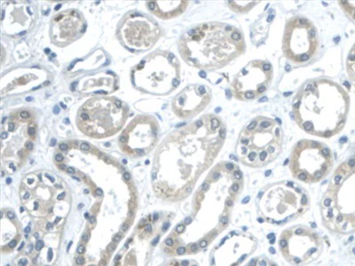 Immunohistochemistry (Formalin/PFA-fixed paraffin-embedded sections) - Anti-Galectin 2 antibody [C6] (AB239501)